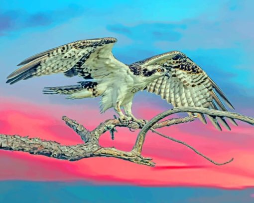 Falcon Bird paint by numbers