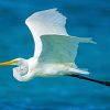 Flying White Bird paint by numbers