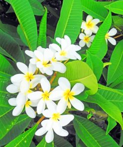 Frangipani flowers paint by numbers