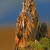 Great Horned Owl paint By Numbers