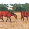 Horses In Farm paint by numbers