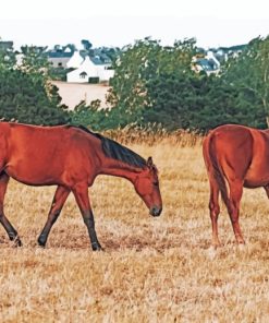 Horses In Farm paint by numbers