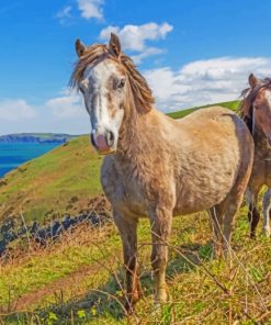 Horses On Mountain paint by numbers