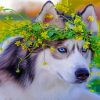 Husky With Flowers Crown paint by numbers