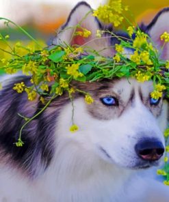 Husky With Flowers Crown paint by numbers