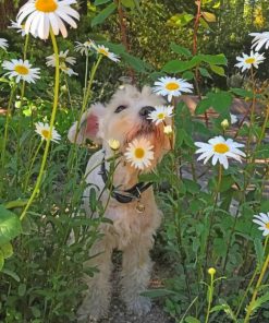 Puppy In Flowers Field paint by numbers