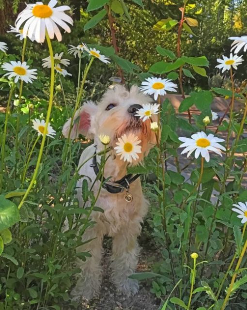 Puppy In Flowers Field paint by numbers