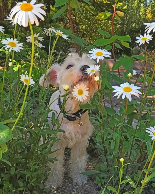 Puppy In Flowers Field paint by numbers