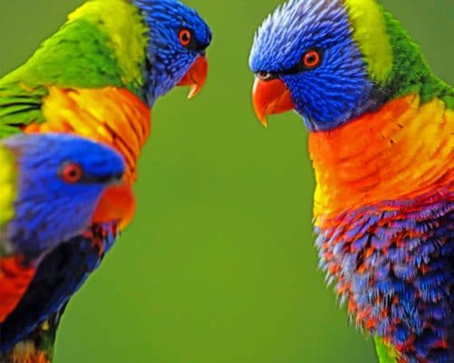 Multicolored Birds Paint by numbers