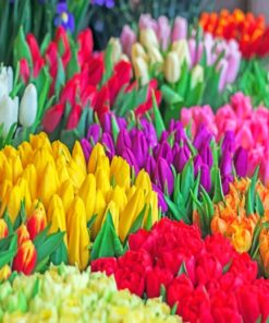 Multicolored Tulips Paint by numbers