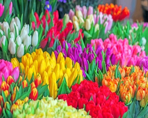 Multicolored Tulips Paint by numbers