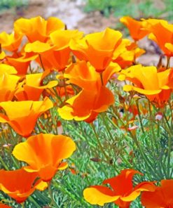 Orange California Poppies paint by numbers