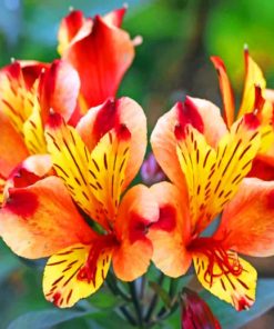 Peruvian Lily paint by numbers