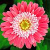 Pink Aster paint by numbers