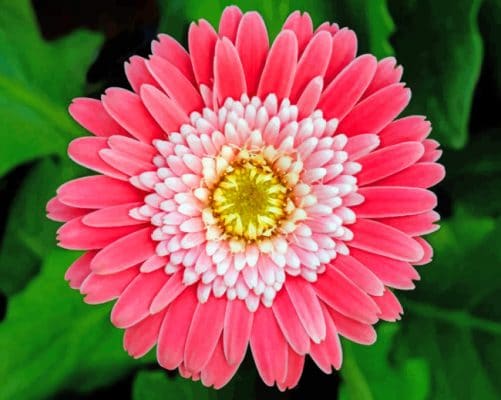 Pink Aster paint by numbers