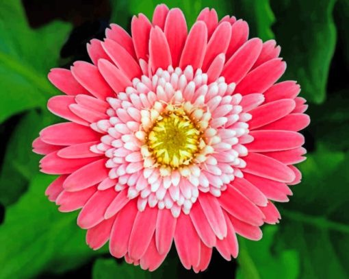 Pink Aster paint by numbers