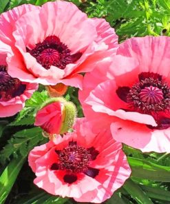 Pink Poppies paint by numbers