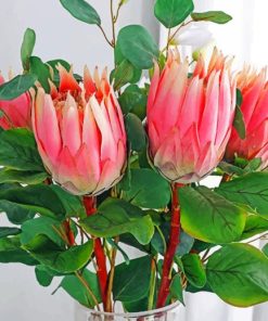 Protea Plants paint by numbers