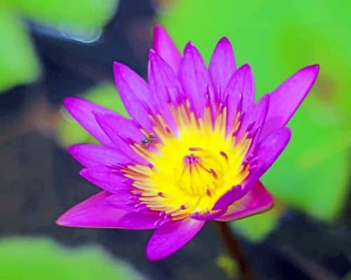 Purple Waterlily paint by numbers