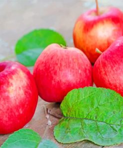 Red Apples paint by numbers