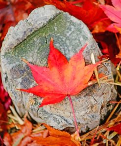 Red Autumn Leaf paint by numbers