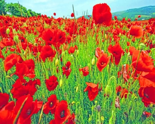 Red Poppy Field paint by numbers