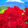 Red Roses paint By Numbers