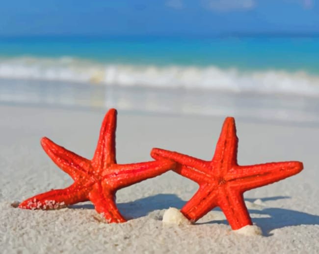 Red Starfishes paint by numbers