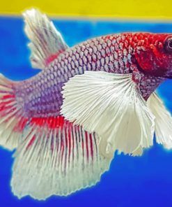 Red And White Betta Fish paint by numbers