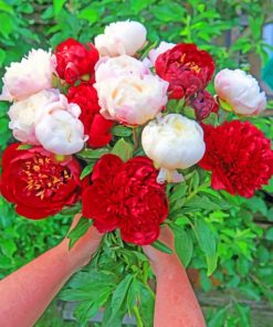 Red And White Peonies Flowers paint by numbers