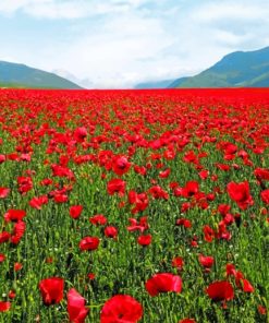 Red Flowers paint by numbers