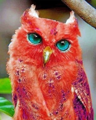 Red Owl paint by Numbers