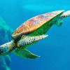 Sea Turtle paint by numbers