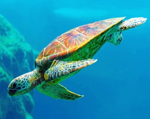 Sea Turtle paint by numbers