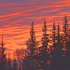 Sunset Through A Forest paint by numbers