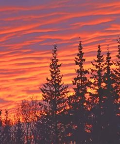 Sunset Through A Forest paint by numbers