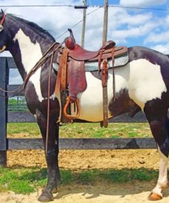 Western Black And White Horse paint by numbers