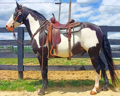 Western Black And White Horse paint by numbers