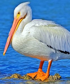 White Pelican paint by numbers