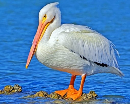 White Pelican paint by numbers