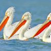 White Pelicans Bird paint by numbers