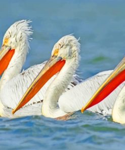 White Pelicans Bird paint by numbers