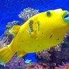 Yellow Tropical Fish paint by numbers