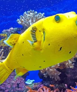 Yellow Tropical Fish paint by numbers