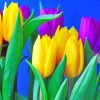 Yellow And Purple Tulips paint by numbers