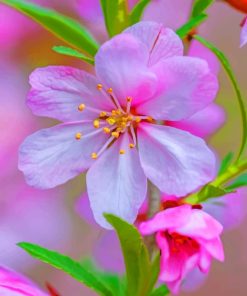 Almond Blossom paint by numbers