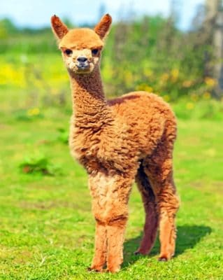 Alpaca Baby paint by numbers