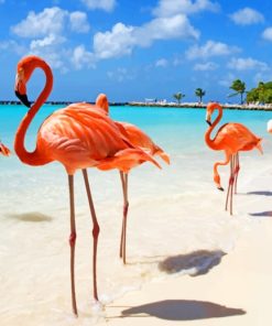 Aruba Flamingos paint by numbers