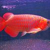 Asian Arowana paint by numbers