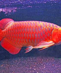 Asian Arowana paint by numbers